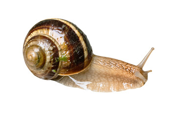 live snail cutout on white