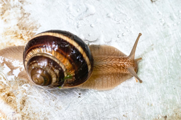 top view of snail crawling on wet steel board