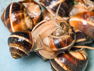two snails crawls on collected snails in bucket