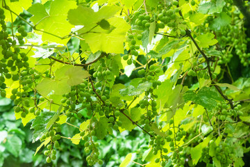 Fototapeta na wymiar wet grape leaves in vineyard in rain