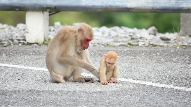 Mother and baby macaque monkey eating food that falls on the ground.