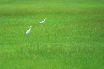 Two white storks walking on green field. Animal and environment concept.