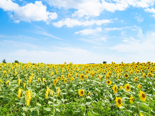 Fototapeta premium sunflower field under blue sky with white clouds