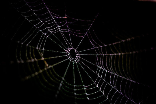 Close-up spider web in the morning with dew. Macro photography