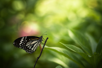 Monarch, Danaus plexippus, butterfly in nature habitat. Nice insect from Thailand. Butterfly in the green forest.
