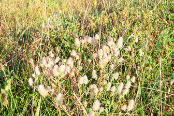 wild meadow lit by sun at summer sunset