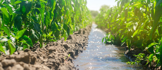 Irrigation of peppers in the field. Traditional natural watering. Eco-friendly products. Agriculture and farmland. Crops. Ukraine, Kherson region. Growing organic vegetables. Soft selective focus