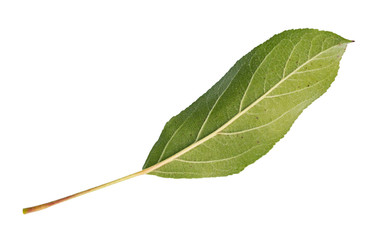 Fototapeta premium back side of fresh green leaf of apple tree