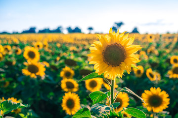 Fototapeta premium Sonnenblume