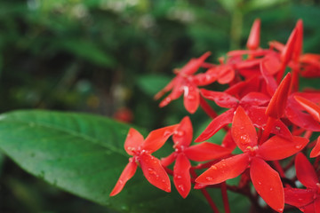 Red Ixora flower with green leaf, Beautiful nature background with copy space.
