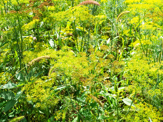 yellow blossoms of dill herbs in overgrown garden