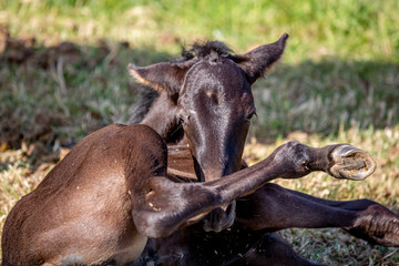 Fohlen putzt sich liegend