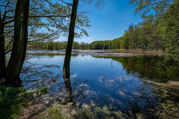 Sumpflandschaft rund um den Paradiessee am 66-Seen-Wanderweg im Landschaftsschutzgebiet Gamengrund