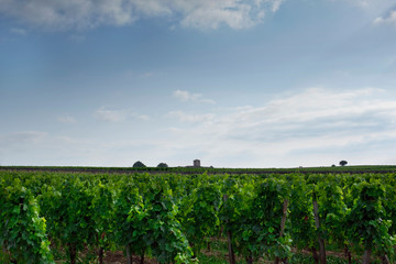 Fototapeta na wymiar Vineyard landscape in St. Emilion village