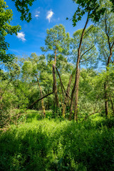 Üppige Vegetation auf einer Feuchtwiese am 66 Seen Wanderweg im FFH-Naturschutzgebiet 