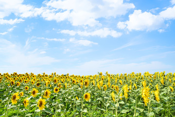 sunflower field under blue sky on sunny summer day