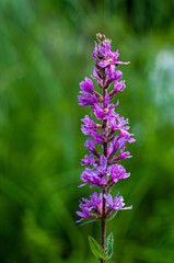 Obraz premium Wild Lupine flower close-up photography
