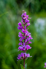 Wild Lupine flower close-up photography