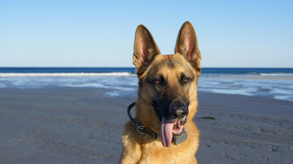 Portrait of German Shepherd on the Beach