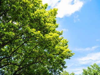 lush foliage of oak tree and blue sky
