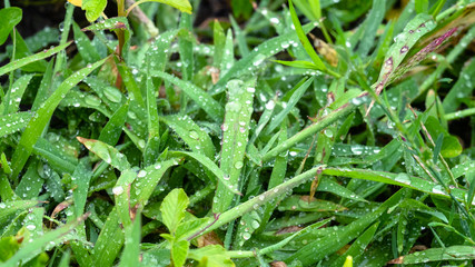 view of wet green grass on meadow in summer rain