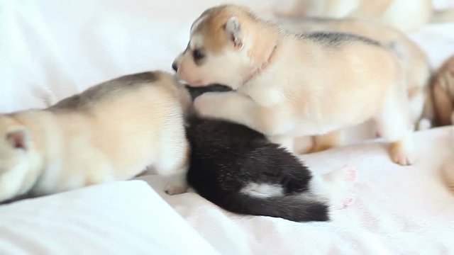 cute siberian husky puppies play with each other