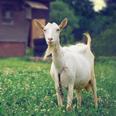 White goat standing on the green meadow with country house on the background