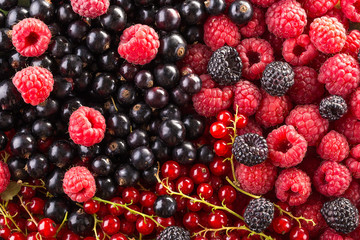 Raspberry, blackberry and currant background. Fruit background.