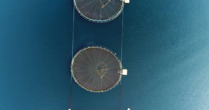 Salmon farm, cinematic top down fly over shot of inline arranged salmon fishing pools with salmon jumping under the net of farming pool, northern Norway / Lofoten islands