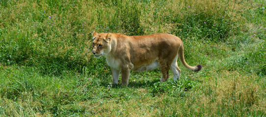 Lion is one of the four big cats in the genus Panthera, and a member of the family Felidae.