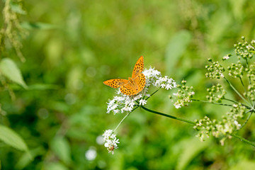 Orange butterfly sitting on white flower macro background fine art in high quality prints products...