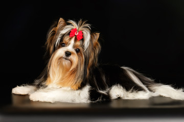 Biewer Yorkshire Terrier on colored backgrounds