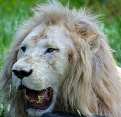White lion is a rare color mutation of the lion. Until 2009 when the first pride of white lions was...