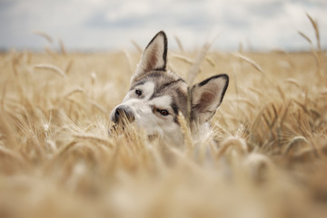 Gray dog playing in a wheat 