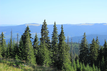 Young spruce forest in the mountains against the backdrop of the vast Carpathian mountains.