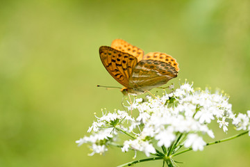 Orange butterfly sitting on white flower macro background fine art in high quality prints products...