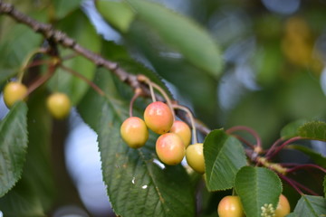 Unreife Süßkirschen
