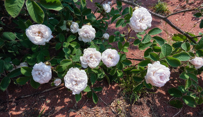 Obraz na płótnie Canvas Roses close up in botanical garden in summer Moscow