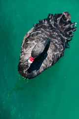 black swan on the water