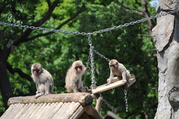 上野動物園の猿山で遊ぶニホンザルの子供達