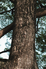 Obraz premium bark of big tree trunk