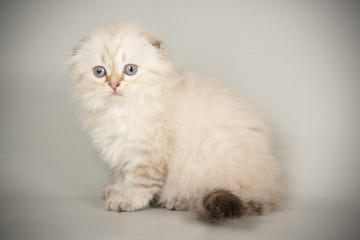 Scottish fold longhair cat on colored backgrounds