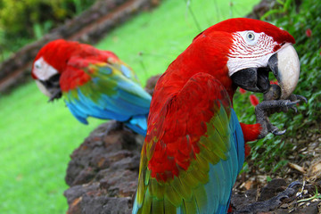 Arara-vermelha, também chamada arara-verde e macau.