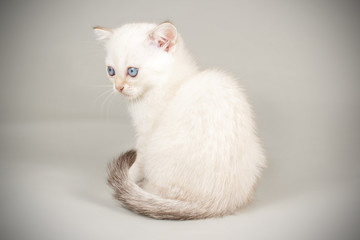 Scottish straight shorthair cat on colored backgrounds