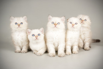 Fototapeta na wymiar Scottish cat on colored backgrounds