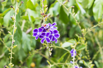 Purple flowers in the garden.