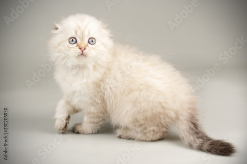 Scottish Fold Longhair Cat On Colored Backgrounds Stock Photo And