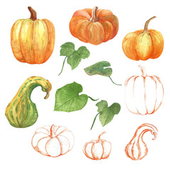 Set of pumpkins isolated on white background