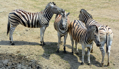 Burchell's zebra is a southern subspecies of the plains zebra. It is named after the British...