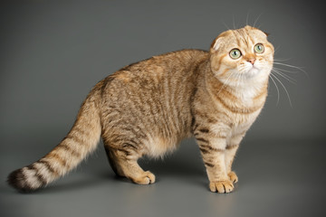 Obraz premium Scottish fold shorthair cat on colored backgrounds